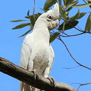 Western Corella