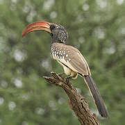 Monteiro's Hornbill