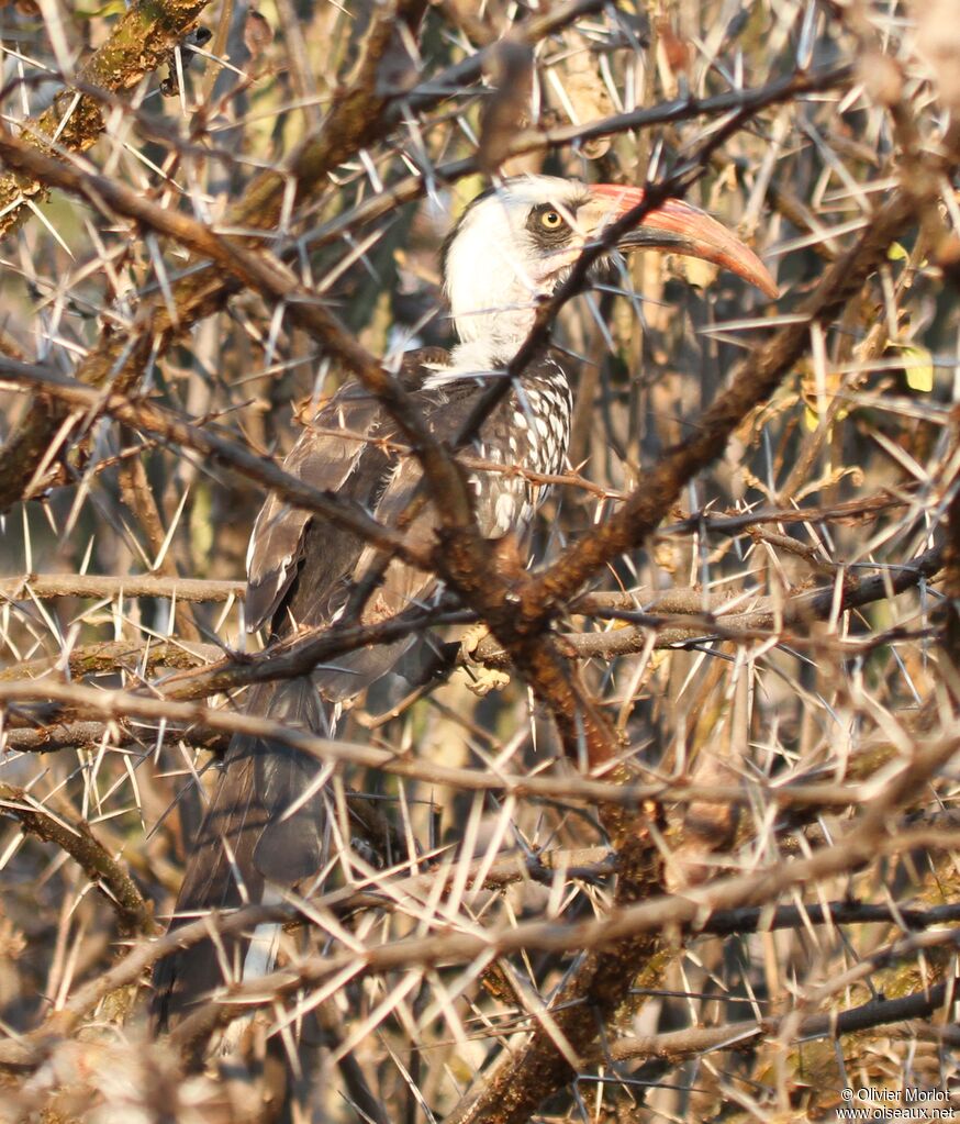 Tanzanian Red-billed Hornbill