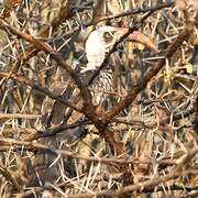 Tanzanian Red-billed Hornbill