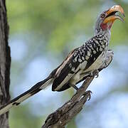 Southern Yellow-billed Hornbill