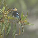 Calliste à coiffe d'or