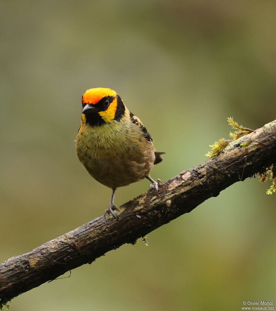 Flame-faced Tanager