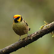 Flame-faced Tanager