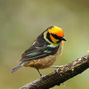 Flame-faced Tanager