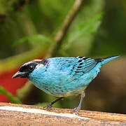 Golden-naped Tanager