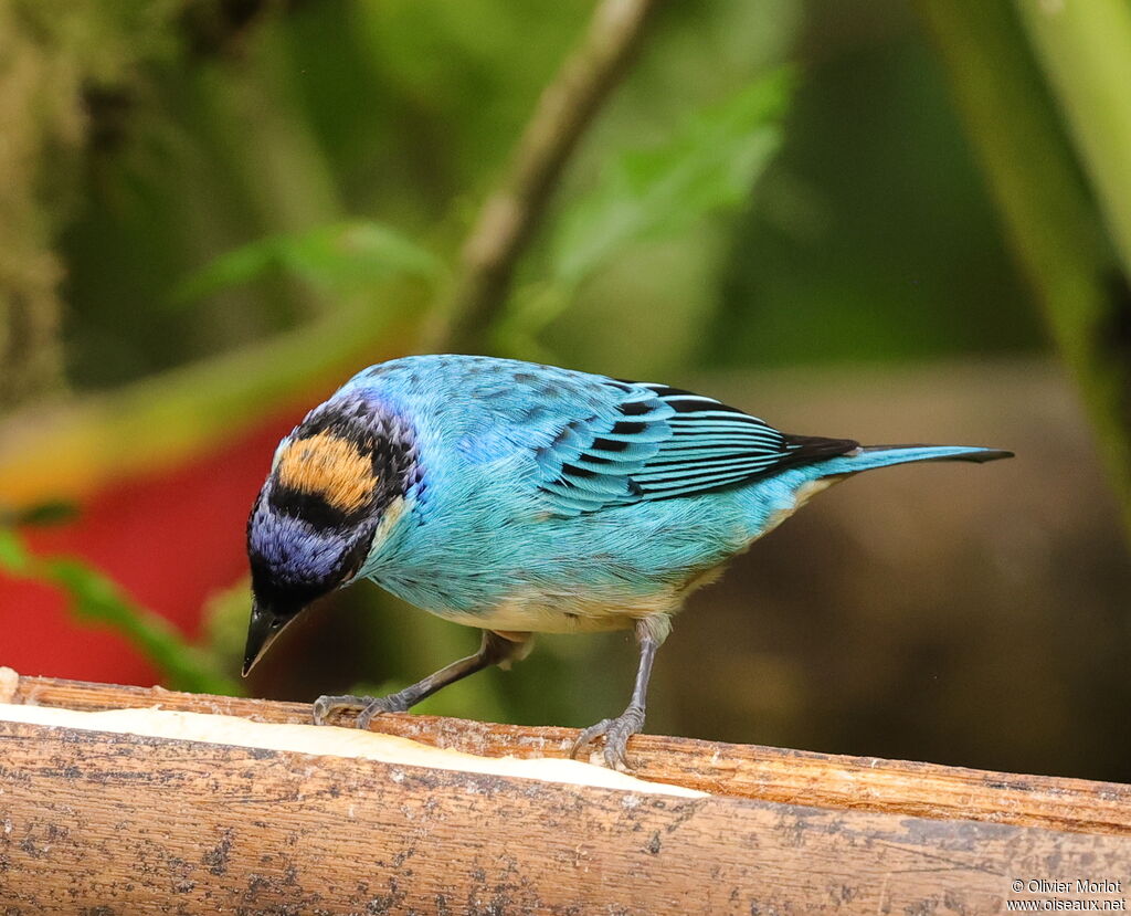 Golden-naped Tanager