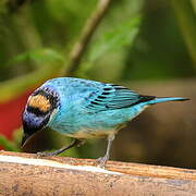 Golden-naped Tanager