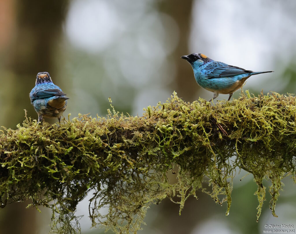 Golden-naped Tanager