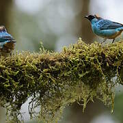 Golden-naped Tanager