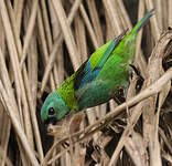 Calliste à tête verte