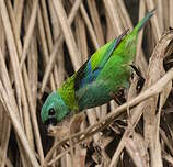Calliste à tête verte