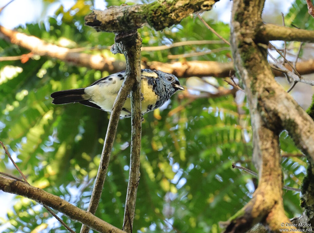Calliste diable-enrhumé