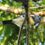Calliste diable-enrhumé