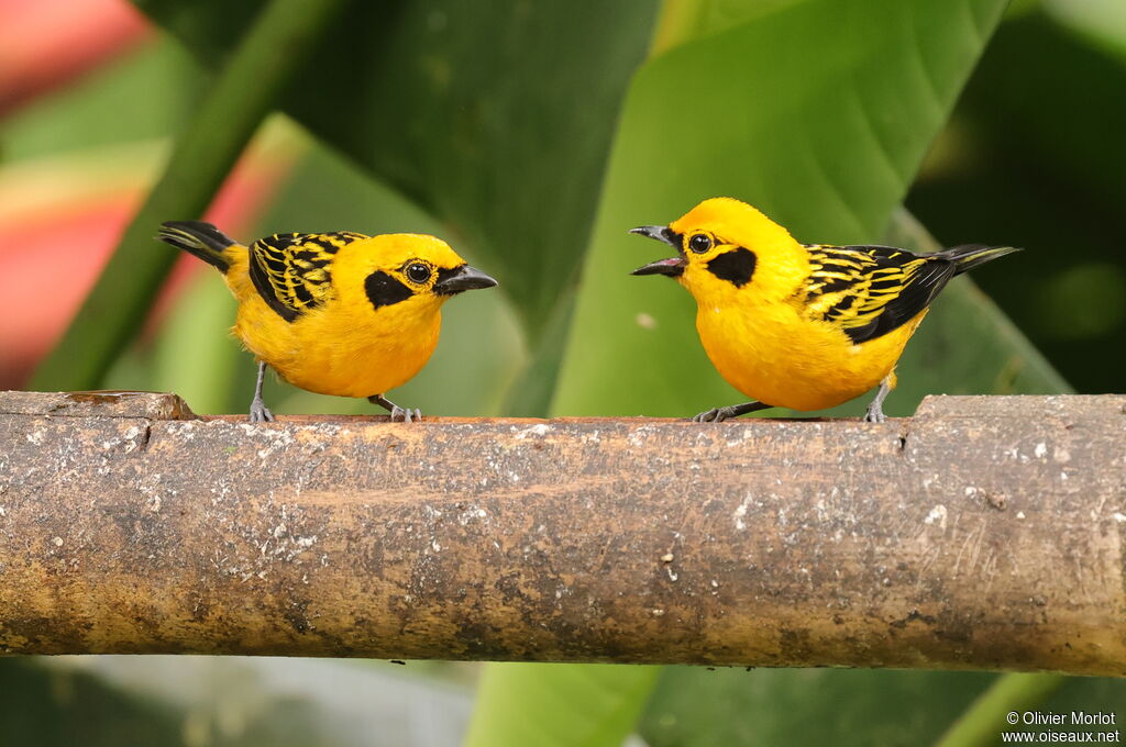 Golden Tanager