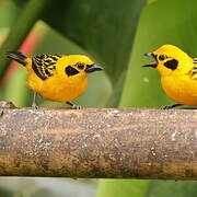 Golden Tanager