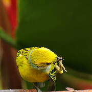 Silver-throated Tanager