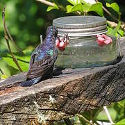 Violet Sabrewing