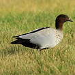 Canard à crinière