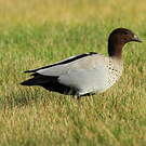Canard à crinière