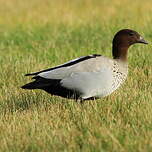 Canard à crinière