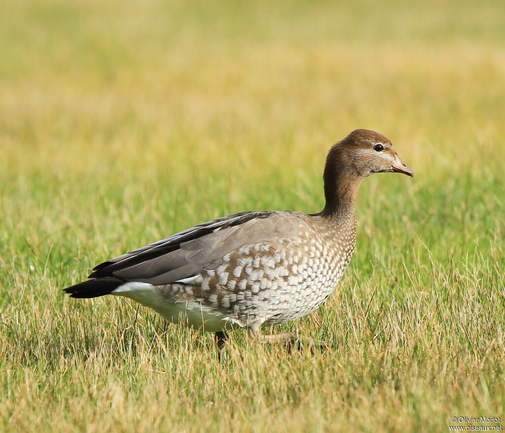 Canard à crinière