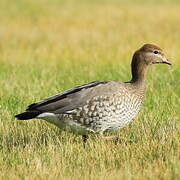 Maned Duck