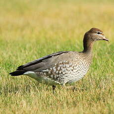 Canard à crinière