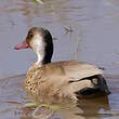 Canard amazonette