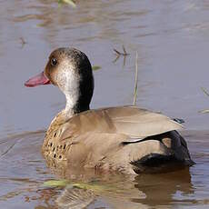 Canard amazonette