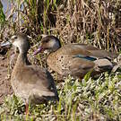 Canard amazonette