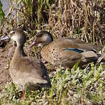 Canard amazonette