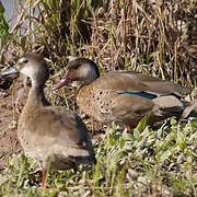 Canard amazonette