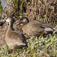 Canard amazonette