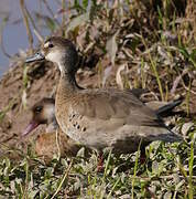Canard amazonette