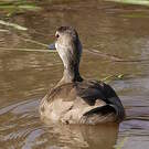 Canard amazonette