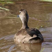Canard amazonette