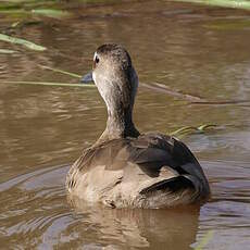 Canard amazonette
