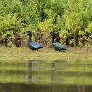 Canard musqué