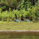 Canard musqué