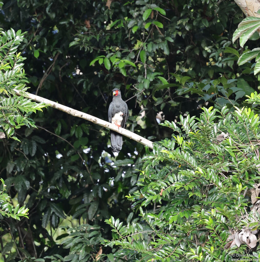 Caracara à gorge rouge