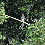 Caracara à gorge rouge