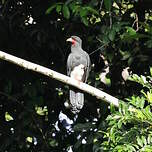 Caracara à gorge rouge