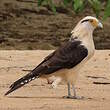 Caracara à tête jaune