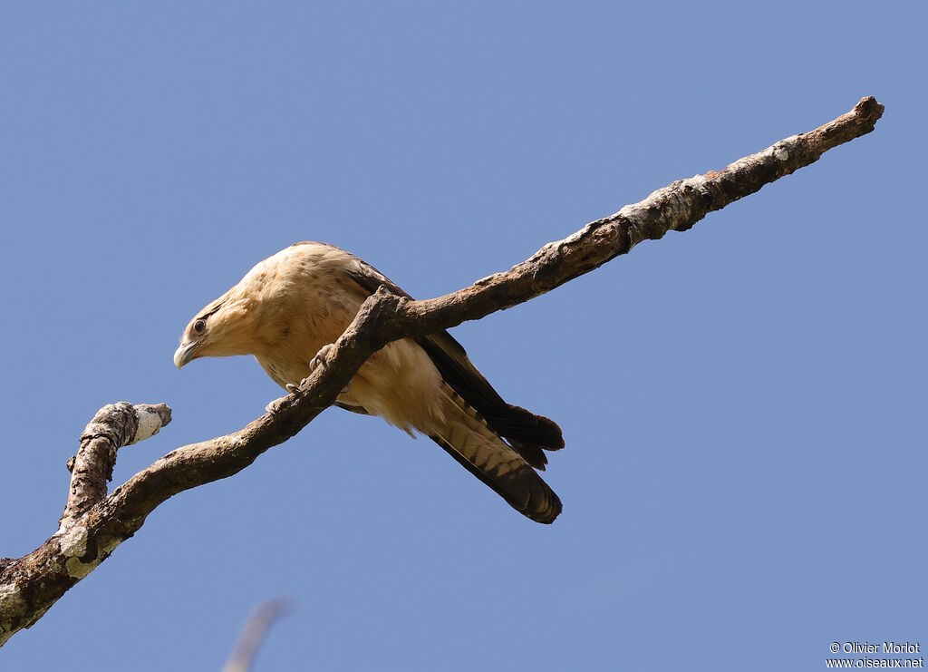 Caracara à tête jaune