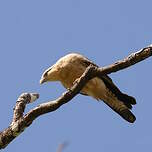 Caracara à tête jaune