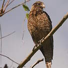 Caracara à tête jaune