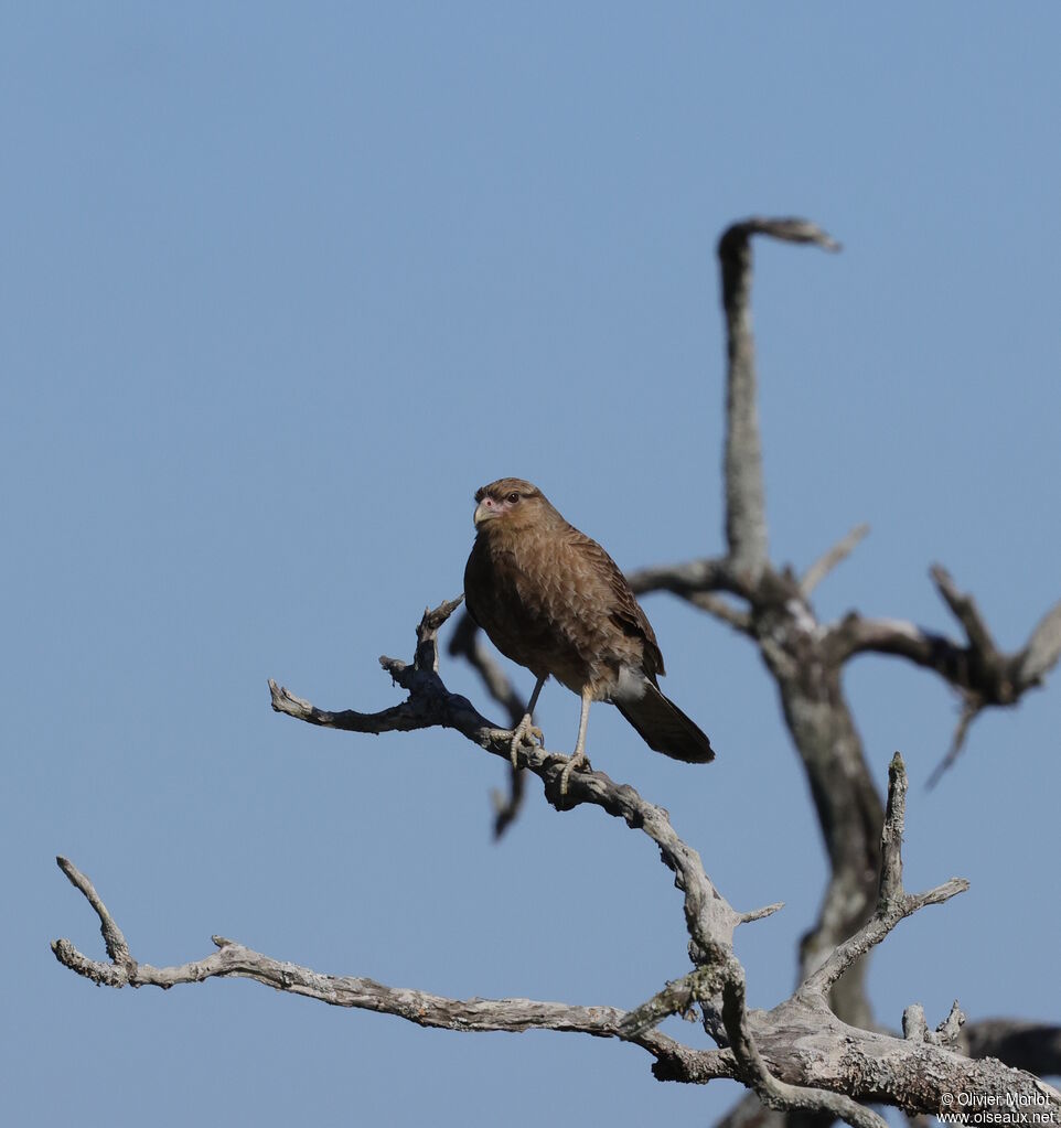 Caracara chimango