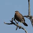 Caracara chimango