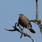 Caracara chimango